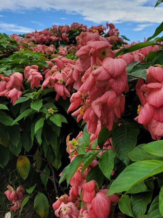 【深圳】流花山公園：粉紙花扇花海，美麗不熱