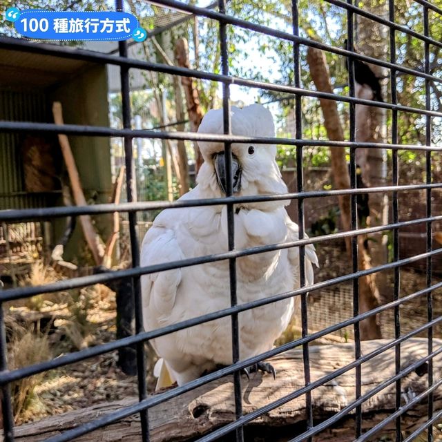 澳洲雪梨-野生動物園與無尾熊合照：Featherdale野生動物園