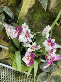 🇸🇬Flower Blossom at Singapore National Orchid Garden 🌺 