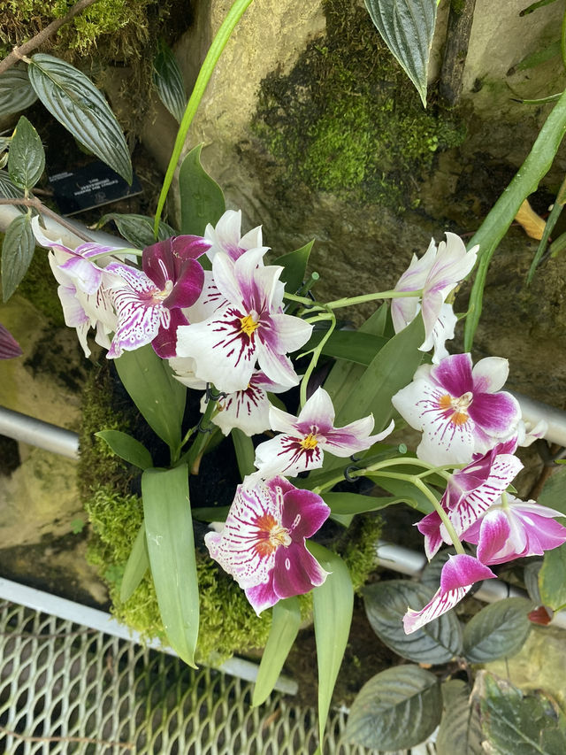 🇸🇬Flower Blossom at Singapore National Orchid Garden 🌺 