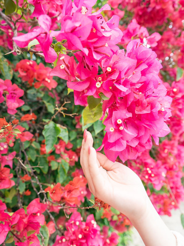【沖縄】竹富島で年中見られるブーゲンビリアの花
