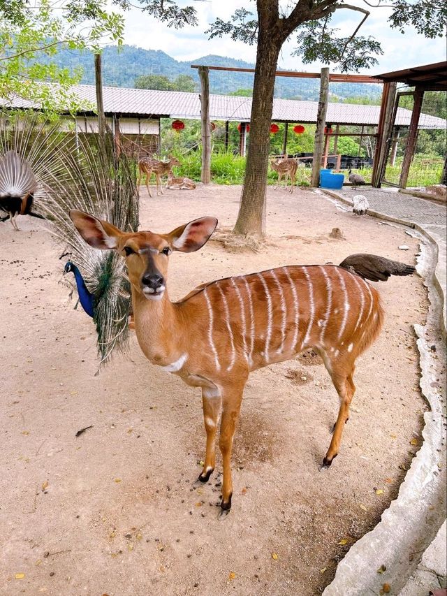 Exploring Bentong Farm: A Nature Lover’s Paradise