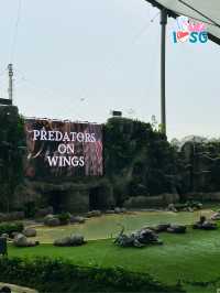 🇸🇬 Predators of the Wings