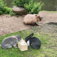 可愛動物園