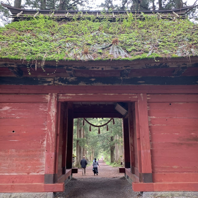 戸隠神社　杉並木参道