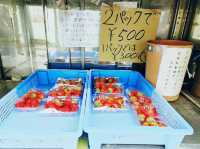 Japan Berry 