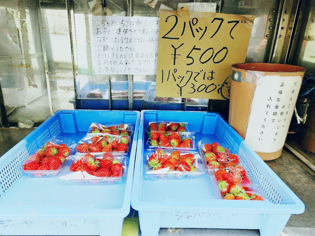 Japan Berry 
