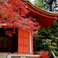 🇯🇵京都東福寺｜火燒通天橋的絕美楓紅