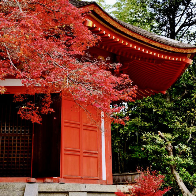 🇯🇵京都東福寺｜火燒通天橋的絕美楓紅