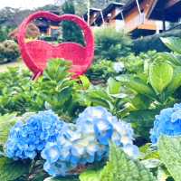 “ภูหมอกดอกไม้รีสอร์ท” ที่พักภูชี้ฟ้า จ.เชียงราย