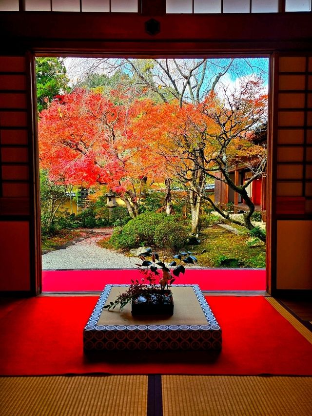 【京都/紅葉スポット】実は花手水が美しい💕めちゃくちゃ人気の人混み必須なお寺🧘‍♀️🍂