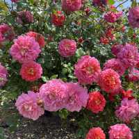 【大分】季節のお花が楽しめるスポット