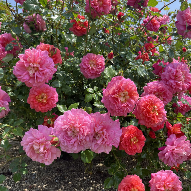 【大分】季節のお花が楽しめるスポット