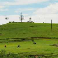 Sidihoni