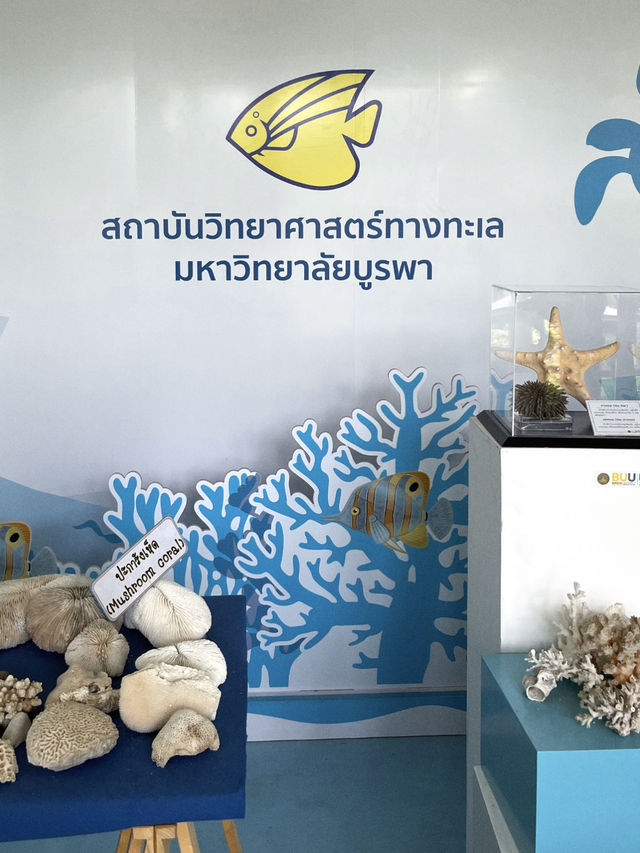 พาเที่ยวอควาเรียมบางแสนโซนใหม่ 🐡✨
