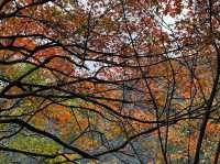 新北｜拱北殿賞楓