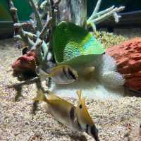 Osaka Aquarium Kaiyukan 🐠🩵