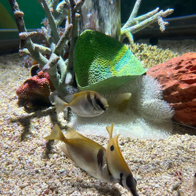 Osaka Aquarium Kaiyukan 🐠🩵