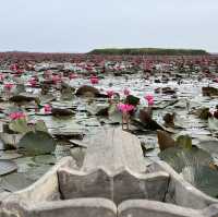 Lotus Paradise: Exploring the Beauty of Thale Noi in Phattalung!