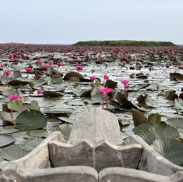Lotus Paradise: Exploring the Beauty of Thale Noi in Phattalung!