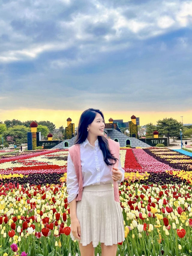 노을+튤립 조합은 사랑, 태안명소🧡