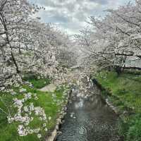 ไปดูซากุระ motoarakawa , saitama