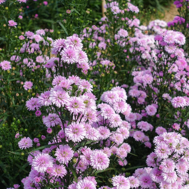 Hokkaido Flower Park Khaoyai