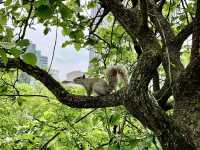 ป่าเดียวในเมืองใหญ่ท่ามกลางตึกระฟ้า🌳ต้องเช็คอิน!