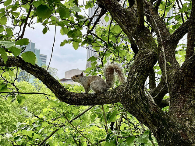 ป่าเดียวในเมืองใหญ่ท่ามกลางตึกระฟ้า🌳ต้องเช็คอิน!