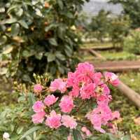 สวนกุหลาบ ที่ Chofu ใกล้โตเกียว