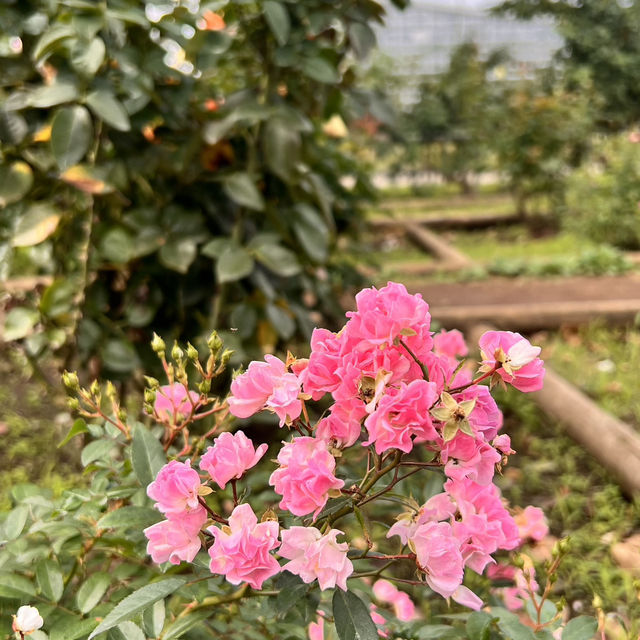 สวนกุหลาบ ที่ Chofu ใกล้โตเกียว