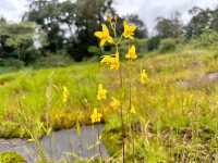 ชมธรรมชาติที่ Bolaven Plateau