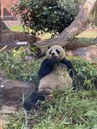 🐻미국 최고의 여행지 샌디에고 동물원 San diego zoo🐒