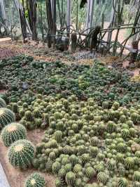 深圳一日遊行程推介💝仙湖植物園❗️網紅必去打卡點