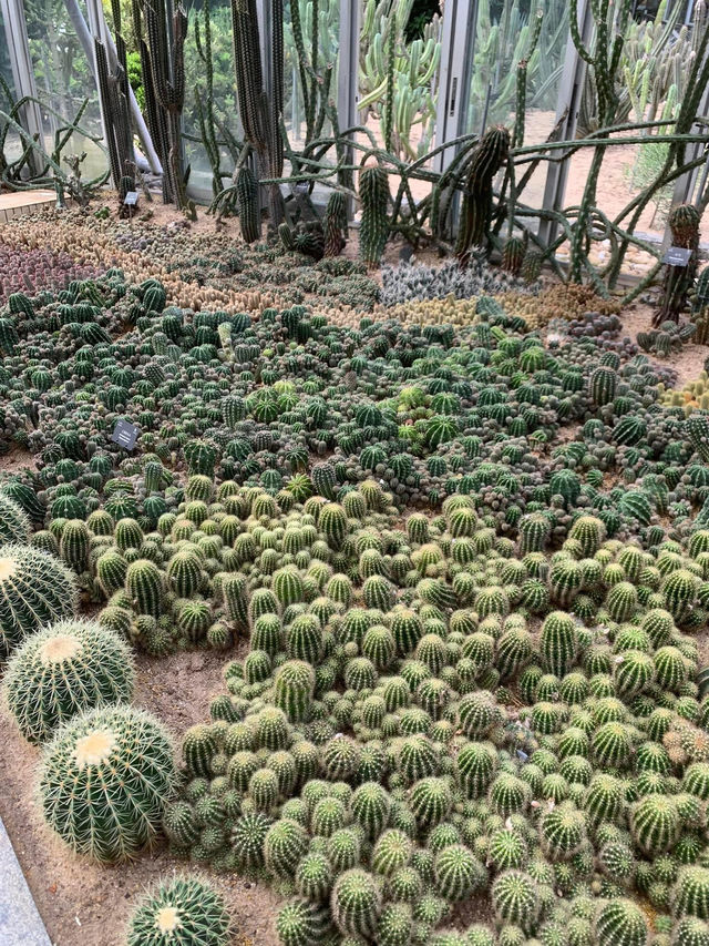 深圳一日遊行程推介💝仙湖植物園❗️網紅必去打卡點