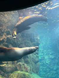 เที่ยว Kaiyukan Aquarium Osaka