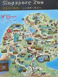 มาดูแพนด้าที่ Singapore Zoo 🐼🐯