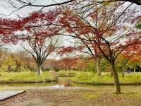 🇯🇵 東京市中心賞銀杏紅葉🍁