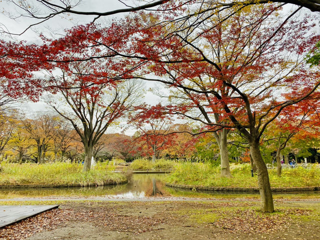 🇯🇵 東京市中心賞銀杏紅葉🍁