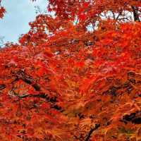 ป่าไผ่ arashiyama