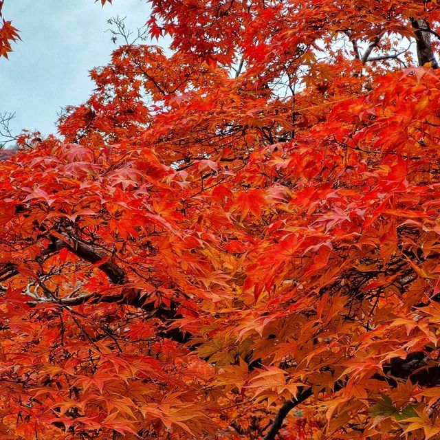 ป่าไผ่ arashiyama