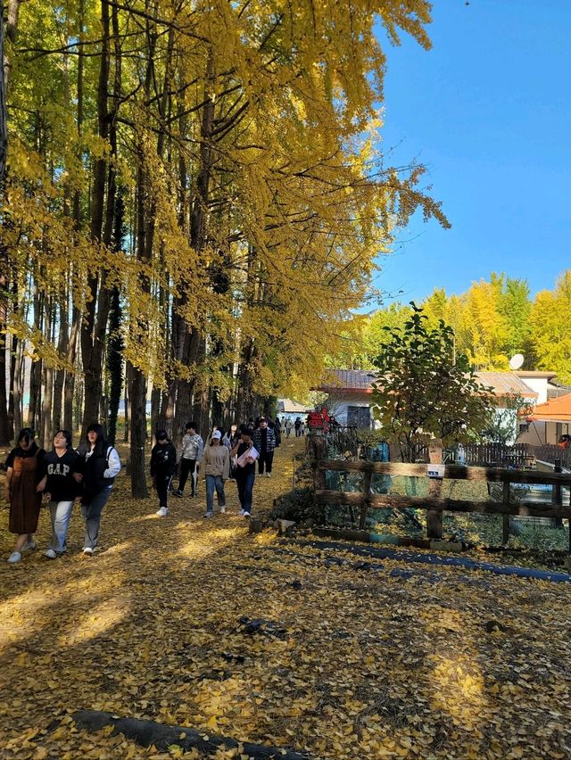 동화같은 은행나무마을이 있는 경주💛