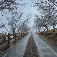 A Peaceful Retreat at Qingjing Farm: My Taiwan Adventure 