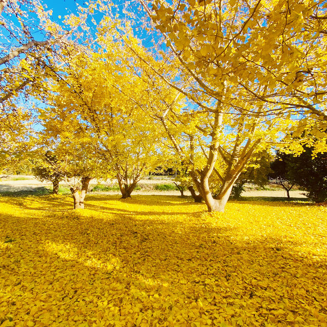 Such a lovely autumn colors with Mt,Fuji!