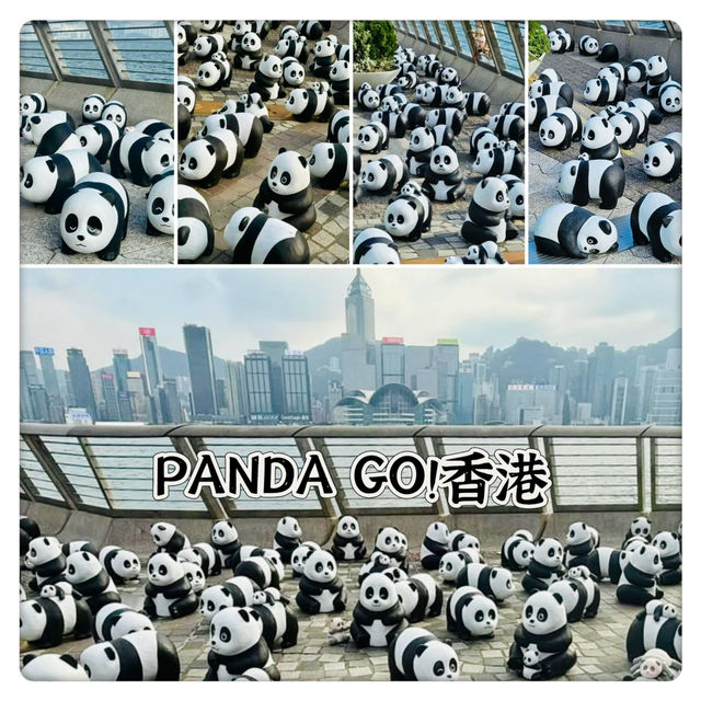 PANDA GO！香港-聖誕必去，逾2000隻大熊貓雕塑萌爆香港