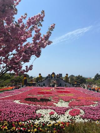 Taean Tulip.