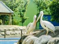 台南頑皮世界動物園｜可愛水豚 沙漠狐狸 長頸鹿
