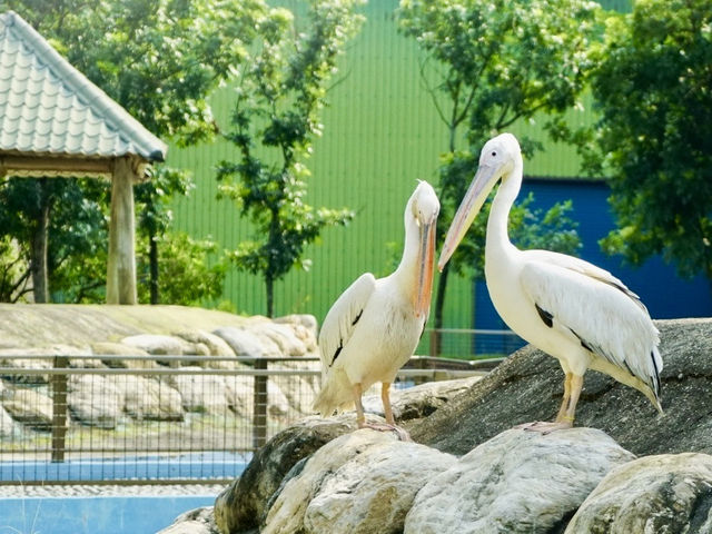 台南頑皮世界動物園｜可愛水豚 沙漠狐狸 長頸鹿