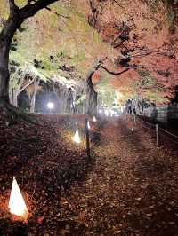 【河口湖】絶対に行くべき!!綺麗すぎるもみじ回廊