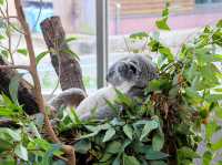 【鹿児島県】 コアラ飼育頭数日本一の自然あふれる動物園『平川動物公園』🐨